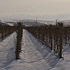 Thirteen inches of snow over the Armada Vineyard