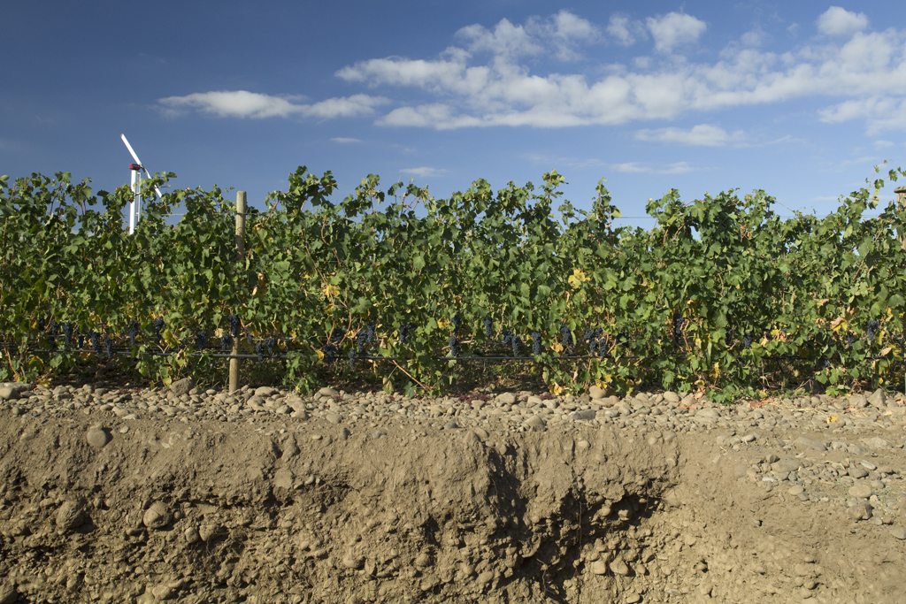Armada Vineyard