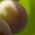 a cluster of grapes in the Véraison stage