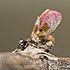 a vine entering the bud break stage
